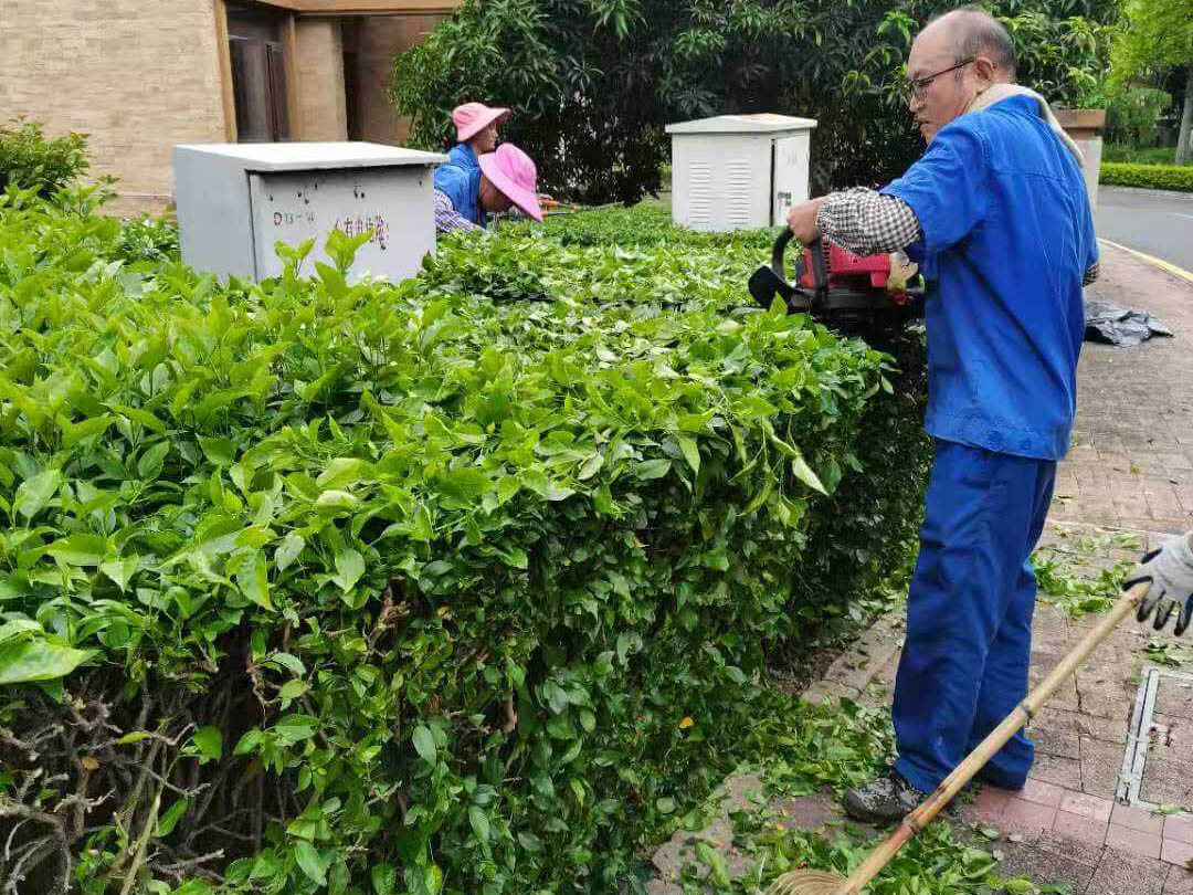 深圳觀湖園冬季小區綠化養護工作
