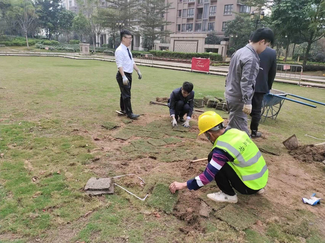 園林綠化工程施工過程中草坪的鋪設(shè)